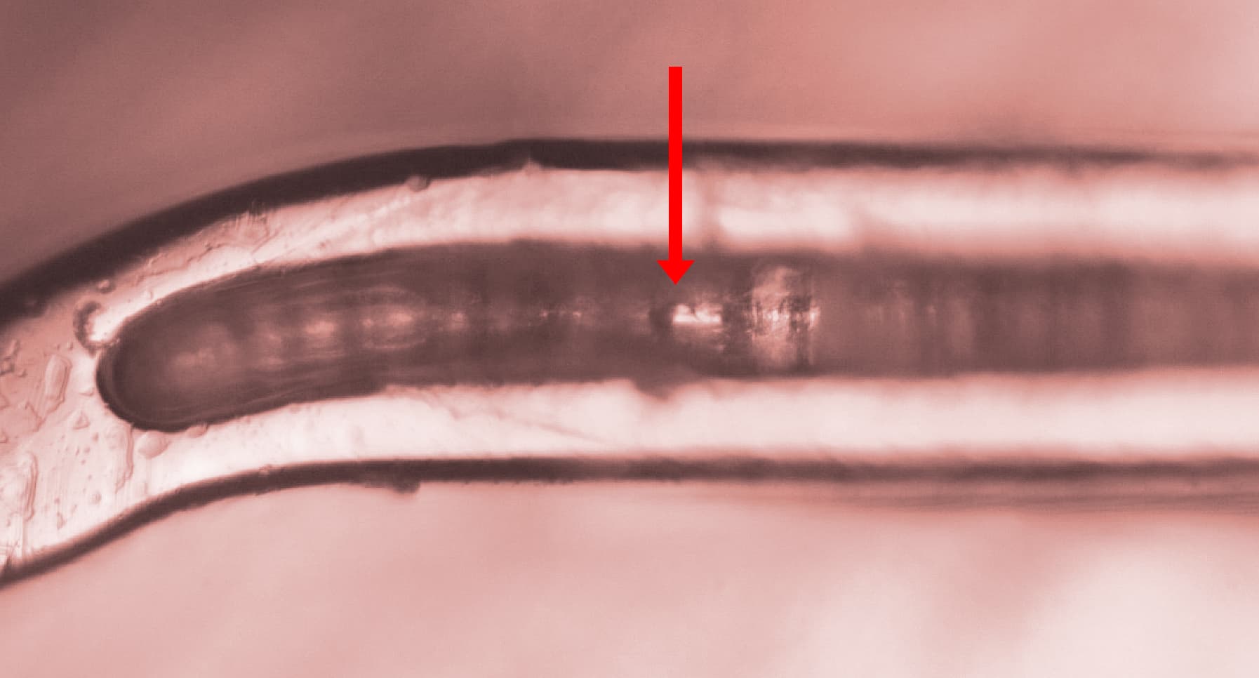 stent groove coating adhesion sample 4 nano scratch 173 mN minimal failure testing